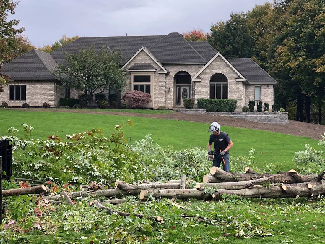 Maier Tree Service crew member limbing a felled tree on a Rochester-area lawn