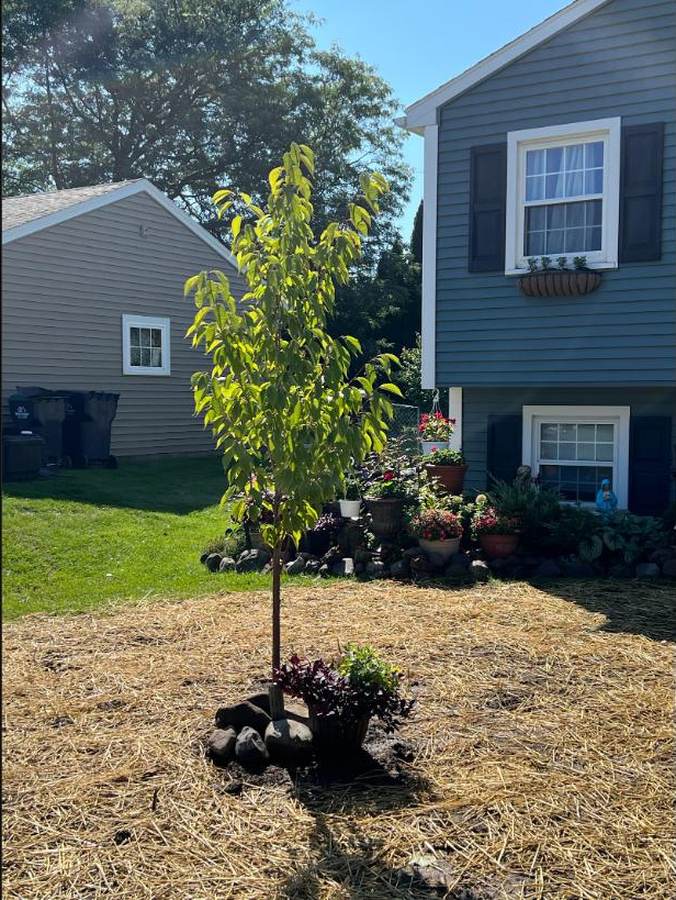 New tree planted with fresh mulch and straw after a removal